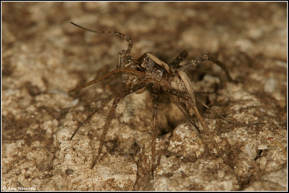 Araneae d''Israele